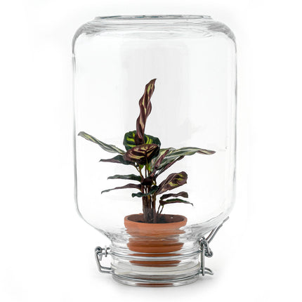 Easyplant - Planten terrarium - Mini-ecosysteem - ↑ 28 cm