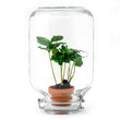 Easyplant - Planten terrarium - Mini-ecosysteem - ↑ 28 cm