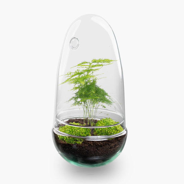 Planten terrarium - Egg - Ecosysteem in 'ei stolp' - ↑ 25 cm