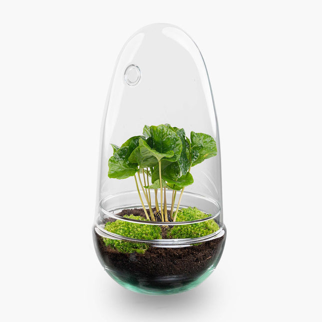 Planten terrarium - Egg - Ecosysteem in 'ei stolp' - ↑ 25 cm