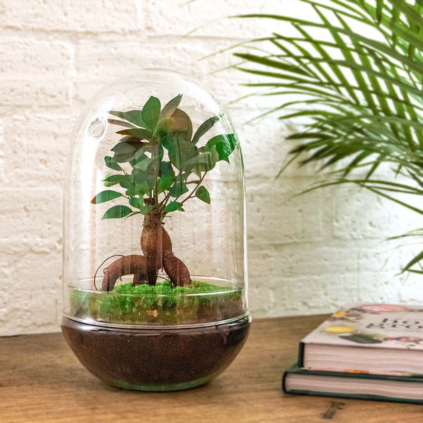 Planten terrarium - DIY - Egg XL Bonsai - Ecosysteem plant - ↑ 30 cm