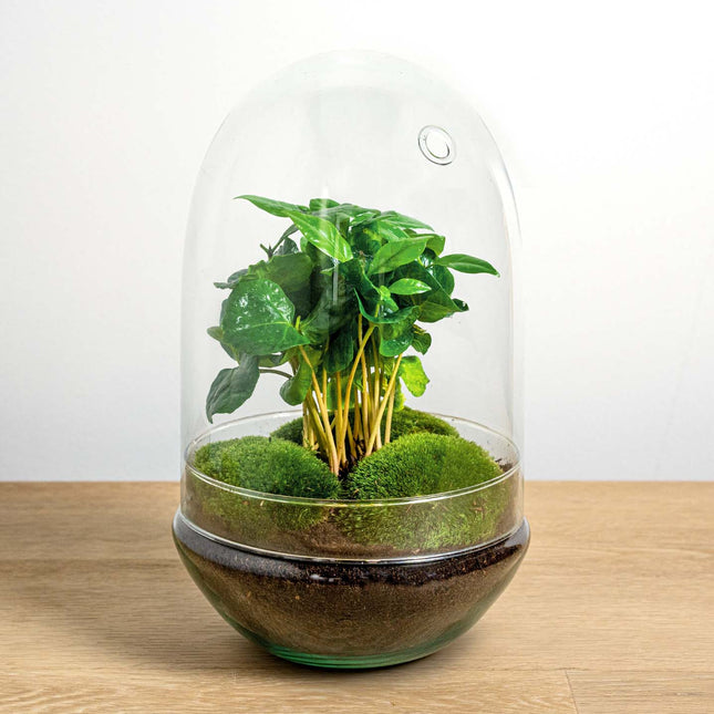 Planten terrarium -  Egg XL Coffea - Ecosysteem plant - ↑ 30 cm