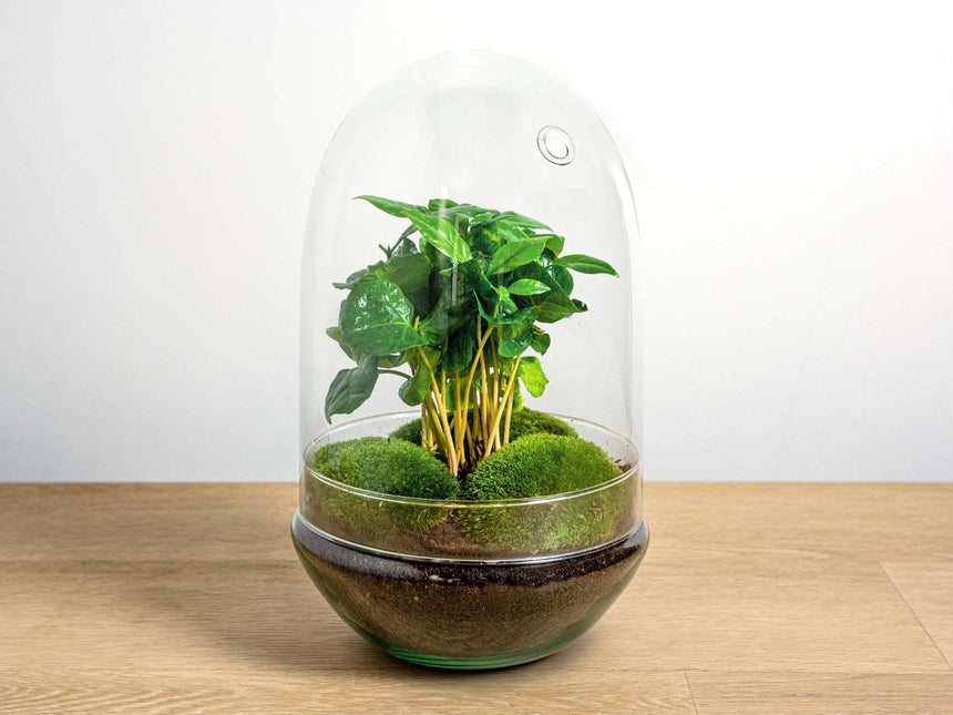 Planten terrarium -  Egg XL Coffea - Ecosysteem plant - ↑ 30 cm