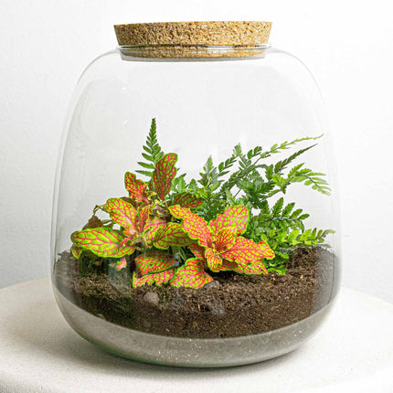 Planten terrarium - Emma Mini - DIY kit - ↑ 20 cm - Ø 19 cm