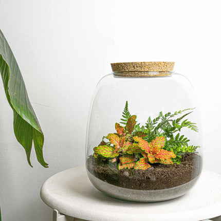 Planten terrarium - Emma Mini - DIY kit - ↑ 20 cm - Ø 19 cm