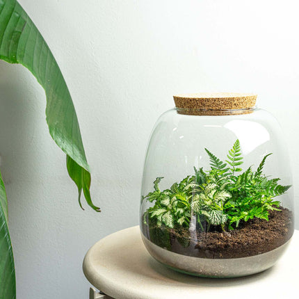 Planten terrarium - Emma Mini - DIY kit - ↑ 20 cm - Ø 19 cm