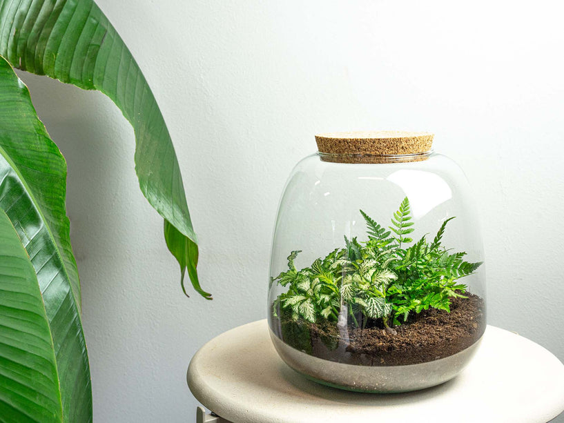 Planten terrarium - Emma Mini - DIY kit - ↑ 20 cm - Ø 19 cm