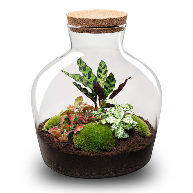 Planten terrarium - Fat Joe Red - Ecosysteem plant - ↑ 30 cm