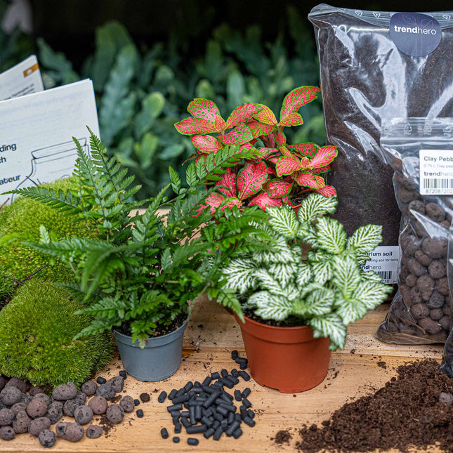 Varen - Terrarium Start- & navulpakket - 3 terrarium planten - DIY