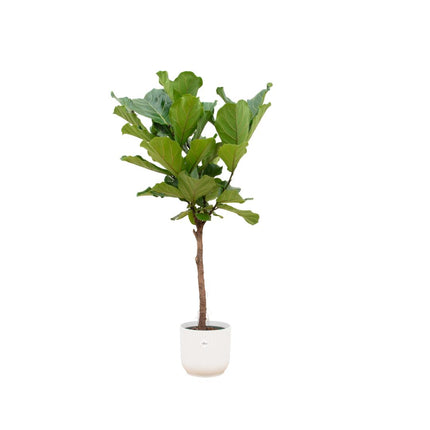 Ficus Lyrata op stam inclusief pot - ↑ 160 cm - Ø30