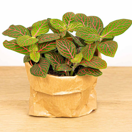 Fittonia Joly Josan - Rood/groen - Mozaiekplantje