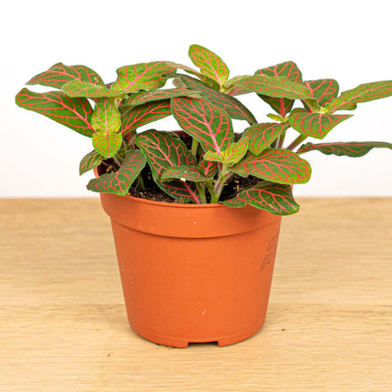 Fittonia Joly Josan - Rood/groen - Mozaiekplantje