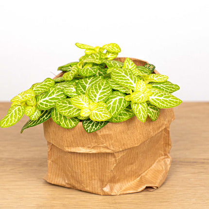 Fittonia Joly Lemon - Groen/wit (Fluor) - Mozaiekplantje