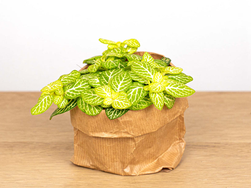 Fittonia Joly Lemon - Groen/wit (Fluor) - Mozaiekplantje