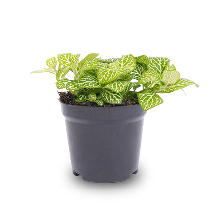 Fittonia Joly Lemon - Groen/wit (Fluor) - Mozaiekplantje
