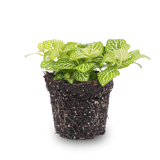 Fittonia Joly Lemon - Groen/wit (Fluor) - Mozaiekplantje