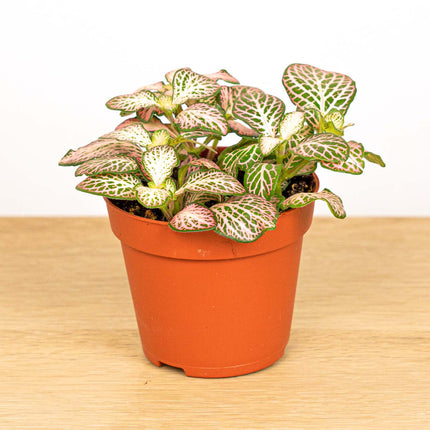 Fittonia Pink Tiger - Roze - Mozaiekplantje