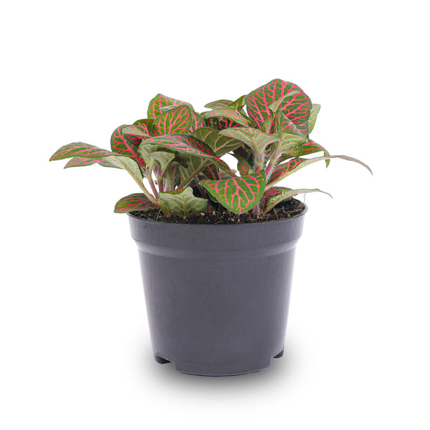 Fittonia rood - Mozaiekplantje