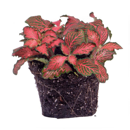 Fittonia rood - Mozaiekplantje