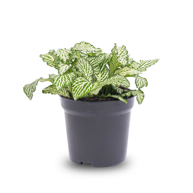 Fittonia Wit - White Tiger - Mozaiekplantje - Terrarium plant