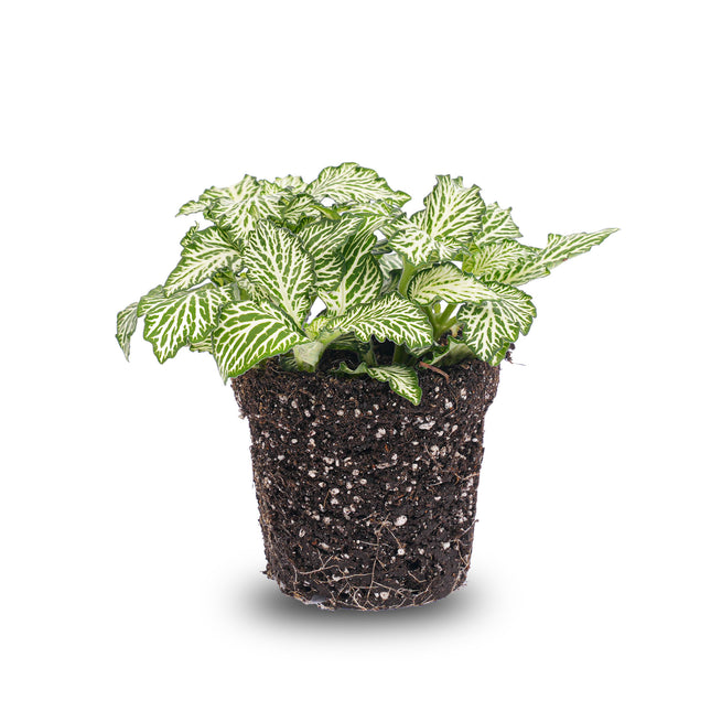 Fittonia Wit - White Tiger - Mozaiekplantje
