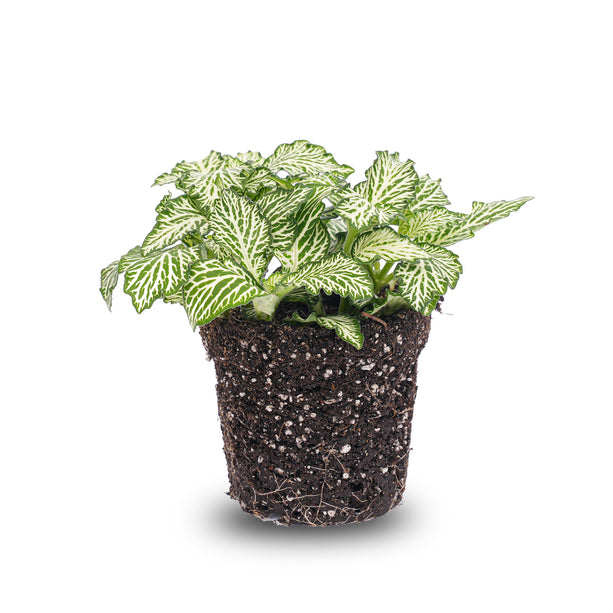 Fittonia Wit - White Tiger - Mozaiekplantje - Terrarium plant