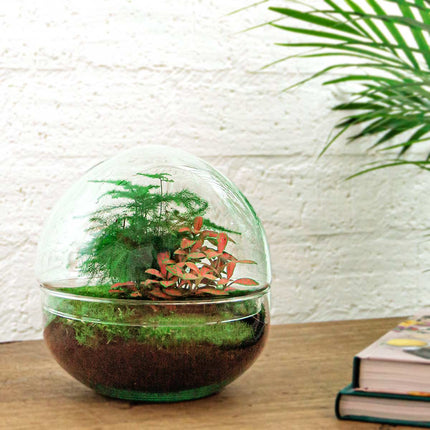 Dome Rood - DIY Planten terrarium - Tweedelig bolglas - Ecosysteem plant - Ø 20 cm ↑ 20 cm