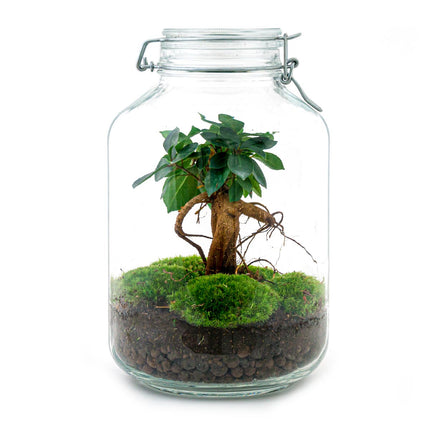 Planten terrarium - Jar Calathea - ↑ 28 cm