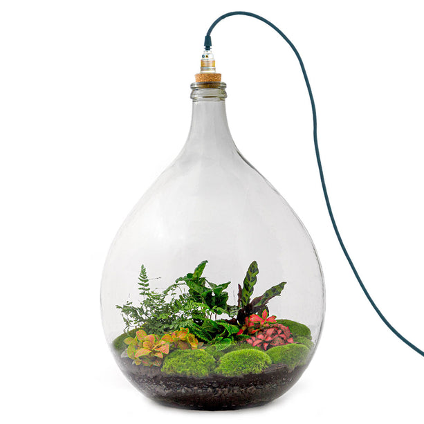 Planten terrarium Groot - Urban Jungle L - Mini-ecosysteem plant - Kant-en-klaar - ↑ 54 cm