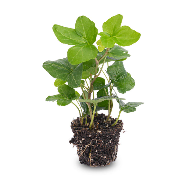 Hedera helix - Terrarium plant - Ø 7 cm