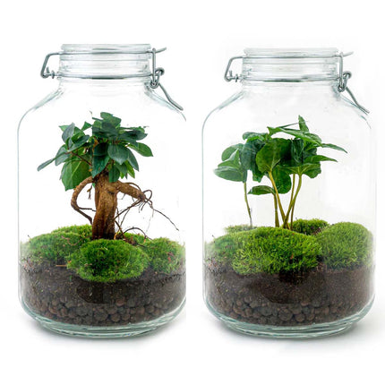 Planten terrarium - Jar Calathea - ↑ 28 cm