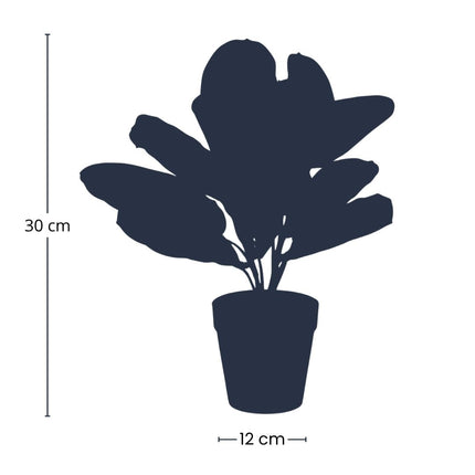 Maranta groen - 30cm - In zwarte pot - Kunstplant