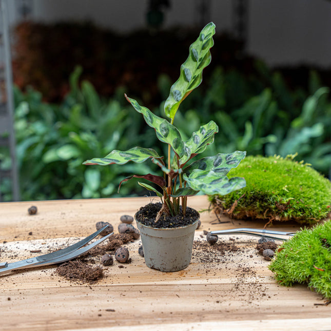 Calathea Lancifolia - Pauwenplant - Terrarium plant - Ø 6 cm