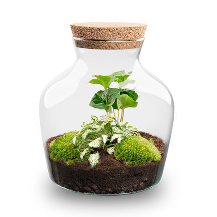 Planten terrarium - Little Joe - Ecosysteem plant - ↑ 21,5 cm