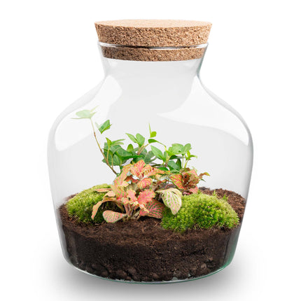 Planten terrarium - Little Joe - Ecosysteem plant - ↑ 21,5 cm