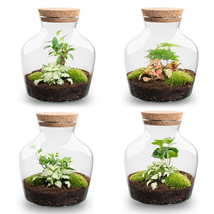 Planten terrarium - Little Joe - Ecosysteem plant - ↑ 21,5 cm