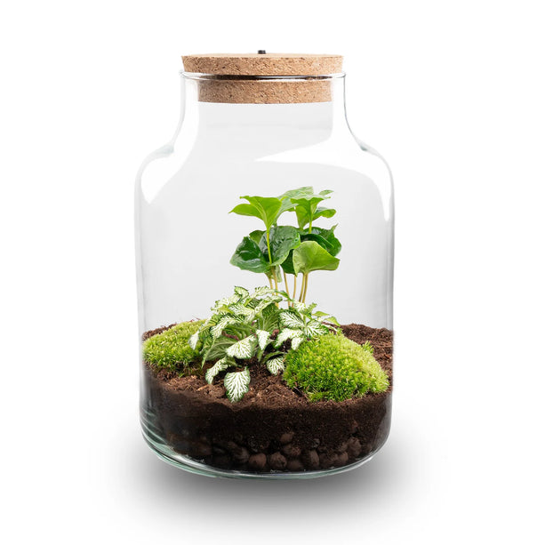 Planten terrarium - Little Milky + led lamp in kurk - ↑ 25 cm