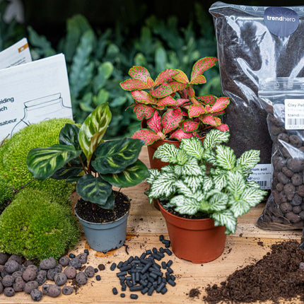 Calathea Makoyana - Terrarium Start- & navulpakket - 3 terrarium planten - DIY