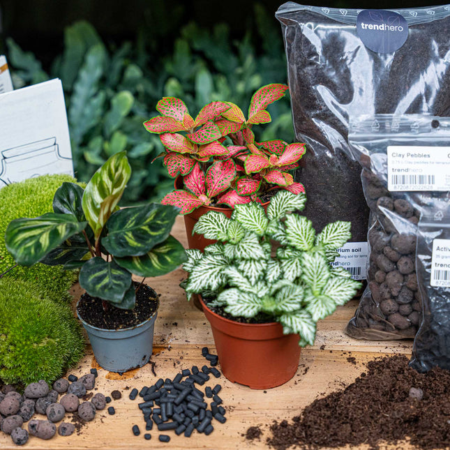 Calathea Makoyana - Terrarium Start- & navulpakket - 3 terrarium planten - DIY