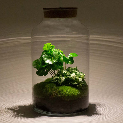 Planten terrarium - DIY - Milky LED Coffea - Ecosysteem plant - ↑ 31 cm