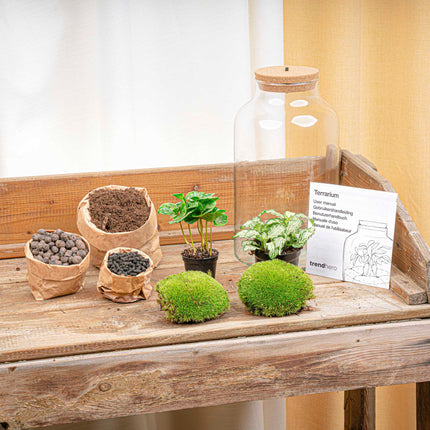 Planten terrarium - DIY - Milky LED Coffea - Ecosysteem plant - ↑ 31 cm