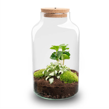 Planten terrarium - DIY - Milky LED Coffea - Ecosysteem plant - ↑ 31 cm