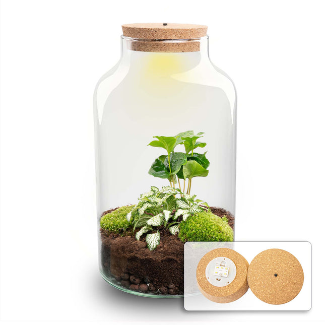 Planten terrarium - DIY - Milky LED Coffea - Ecosysteem plant - ↑ 31 cm