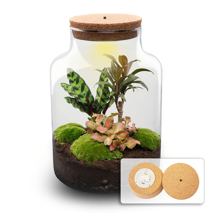 Planten terrarium - Milky Palm - Ecosysteem plant - ↑ 30 cm