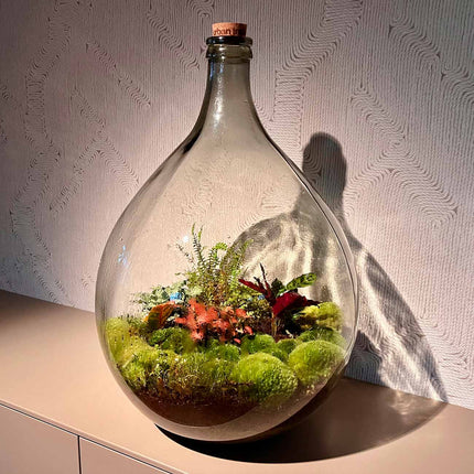 Planten terrarium Groot - Urban Jungle XL - Mini-ecosysteem plant - Kant-en-klaar - ↑ 67 cm