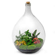 Planten terrarium Groot - Urban Jungle L - Mini-ecosysteem plant - Kant-en-klaar - ↑ 54 cm