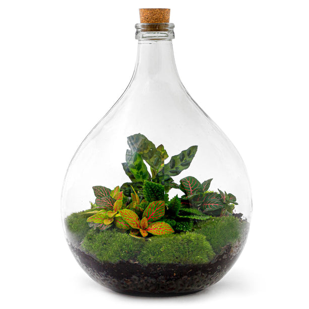 Planten terrarium Groot - Urban Jungle M - Do-It-Yourself (DIY) - ↑ 40 cm