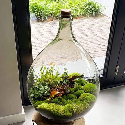 Planten terrarium Groot - Urban Jungle L - Mini-ecosysteem plant - Kant-en-klaar - ↑ 54 cm