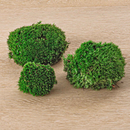 Live Cushion Moss - Premium Fresh Moss - Bun Moss - Pillow Moss