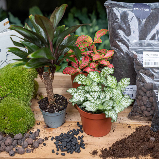Palm - Terrarium Start- & navulpakket - 3 terrarium planten - DIY